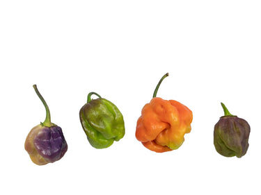 7 Pot Merlot Pepper Seeds - The Pepper Pantry (Formerly Marie Sharp's)